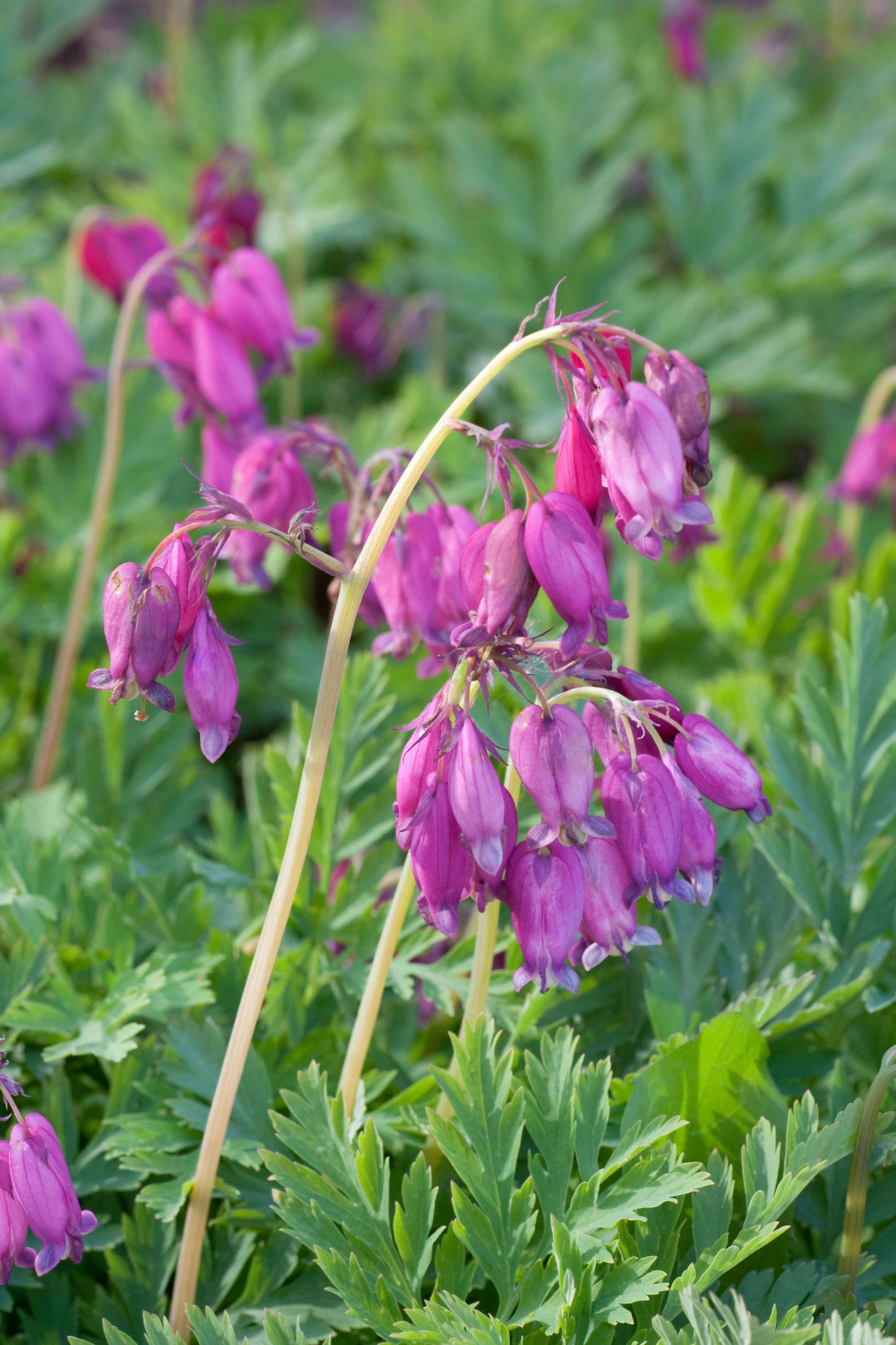 Löjtnantshjärta 'Bacchanal'